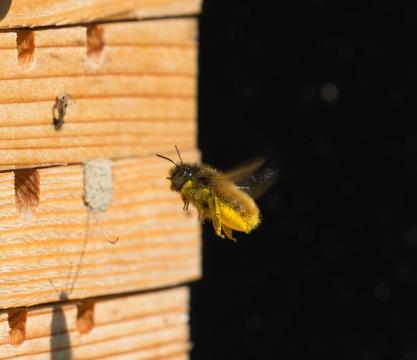 Rogata_dišavka_foto_JPolajnar